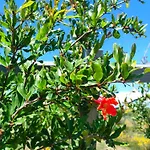Ecovilla Con Piscina Privata - Apulia * أليزيو