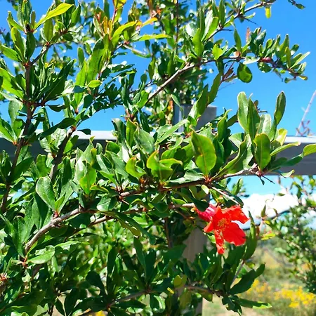 Ecovilla Con Piscina Privata - Apulia * Alezio