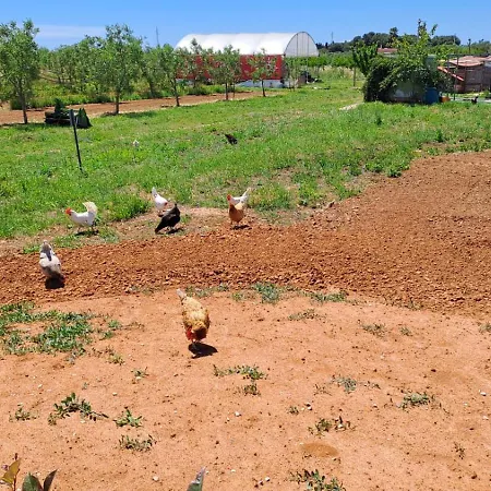 Ecovilla Con Piscina Privata - Apulia 别墅 *