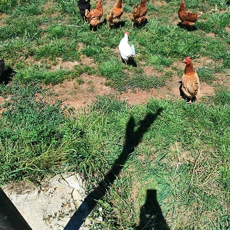 Ecovilla Con Piscina Privata - Apulia 奥利吉欧